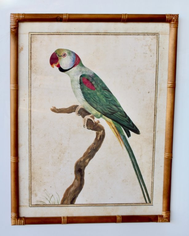 Green Parrot Blue Tail Picture Bamboo Frame